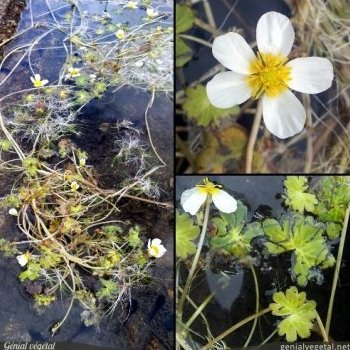 Renoncule aquatique, Ranunculus aquatilis