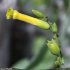 Nicotiana glauca - fleur