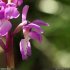 Orchis mascula - fleur