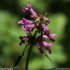 Betonica officinalis s. officinalis - inflorescence