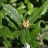 Crataegus germanica - feuilles