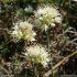 Allium ericetorum - inflorescence