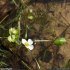 Ranunculus aquatilis - tige, feuille