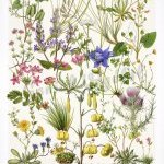 Affiche Flore endémique des Pyrénées - série 2