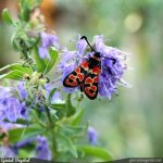 Papillon Zygène de la Bruyère (Zygaena fausta) sur fleurs d'hysope (...)