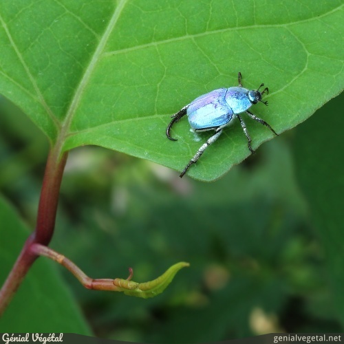 Reynoutria japonica - feuille et scarabée Hoplie bleue (Hoplia coerulea)