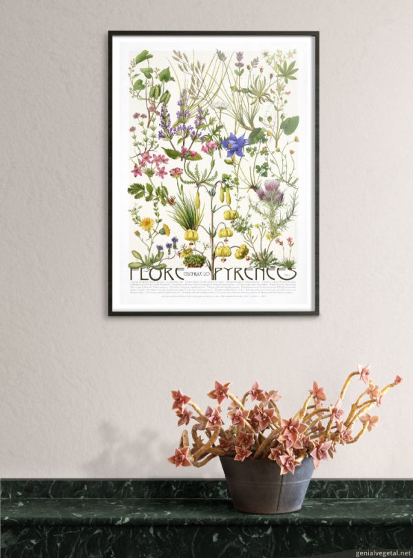 Affiche Flore endémique des Pyrénées - série 2 en situation